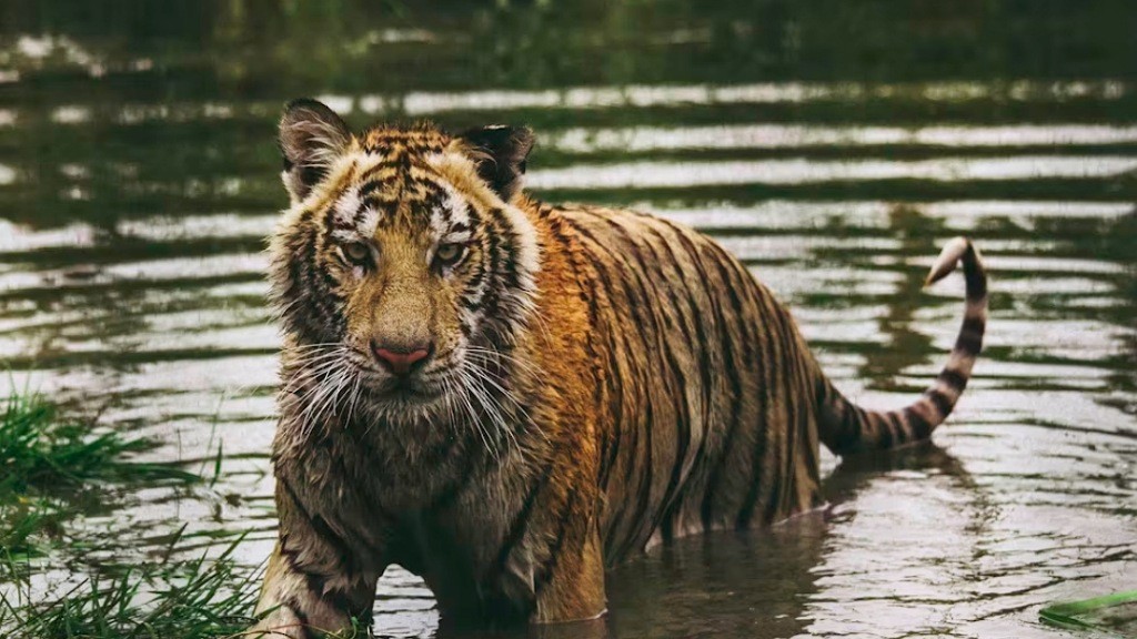 Kenapa Harimau Tak Ada di Afrika? Ternyata Begini Penjelasannya