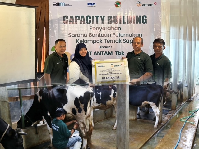 PNM dan ANTAM Dorong Peternak Sapi Lokal Tingkatkan Kualitas dan Suplai Produksi Susu