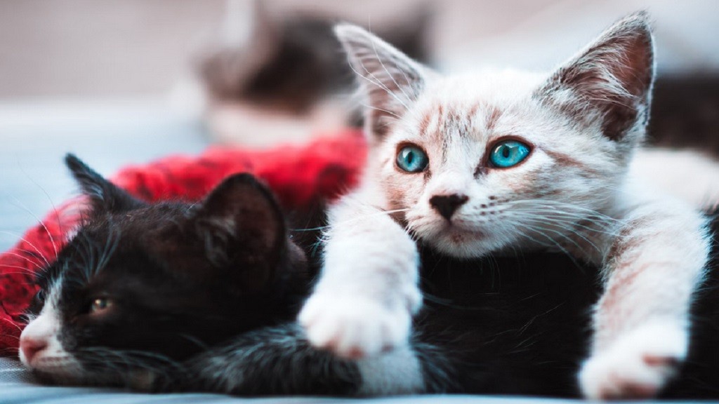 Hari Kucing Sedunia Jatuh pada 8 Agustus, Begini Maknanya