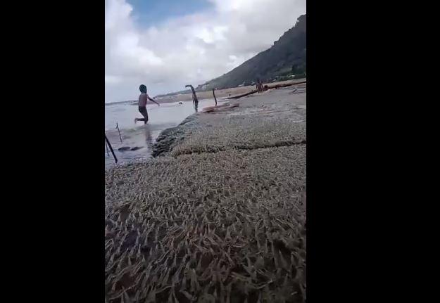 Viral Jutaan Udang Naik Daratan Gegerkan Warga Bone Bolango
