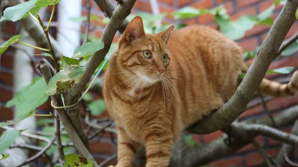 Kenapa Kucing Tidak Terluka saat Jatuh dari Ketinggian?