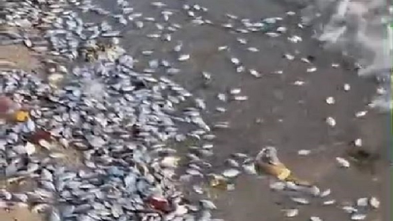 Viral Ratusan Ekor Ikan Naik ke Pantai di Pesawaran, BMKG: Bukan Tanda Bahaya