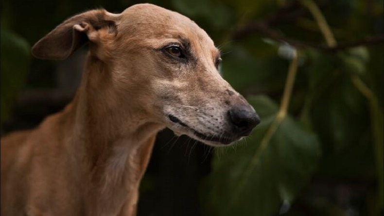 3.846 Hewan di Jakbar Telah Divaksinasi Rabies, Anjing hingga Kera