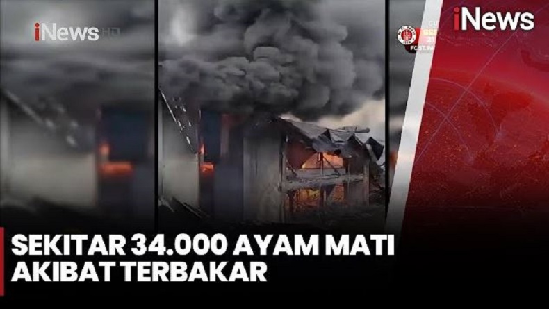 Kandang Ayam Bernilai Miliaran di Jember Terbakar, 34.000 Ternak Mati Terpanggang