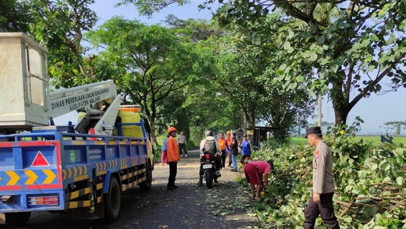 Pohon Tumbang Timpa Pelajar di Malang, Korban Luka-Luka Dilarikan ke Rumah Sakit