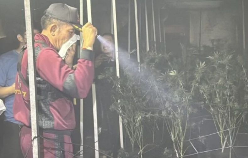 Viral! Kebun Ganja Terbakar di Thailand, Warga Sekitar Mabuk Tertawa Sendiri