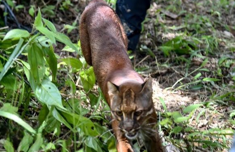 Menhut Lepas Liarkan Sepasang Kucing Emas di Taman Nasional Gunung Lauser, Ini Penampakannya