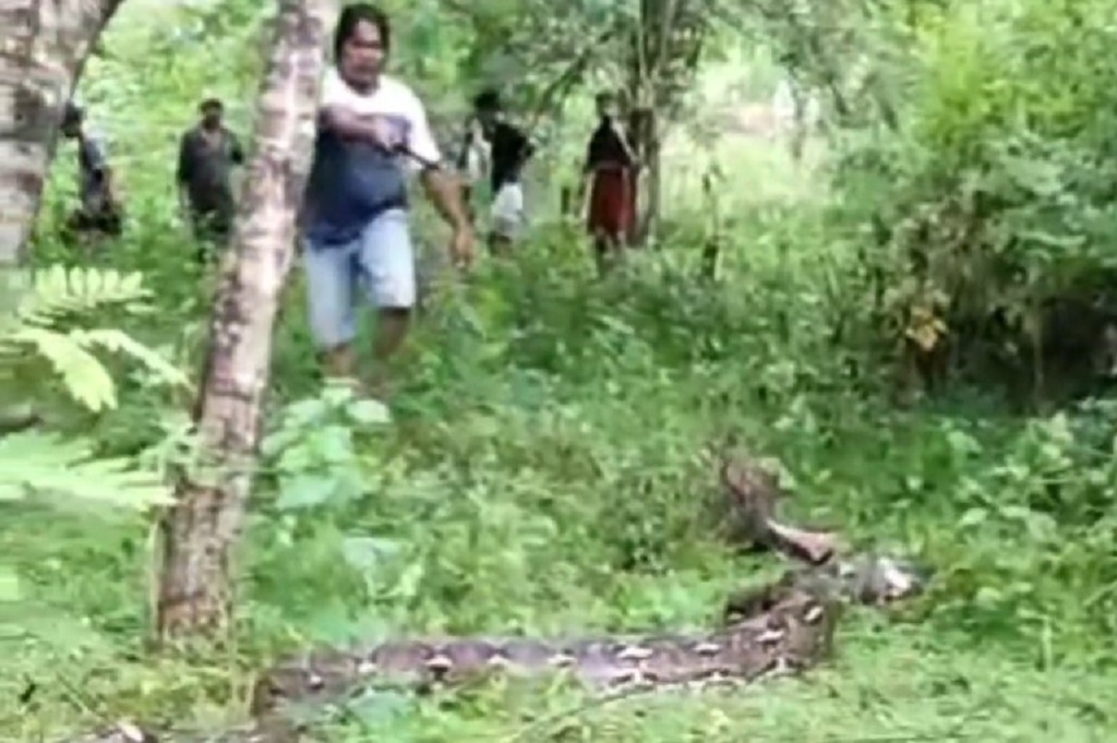 Ngeri! Nenek di Buton Tewas Dililit Ular Piton 7 Meter hingga Nyaris Ditelan