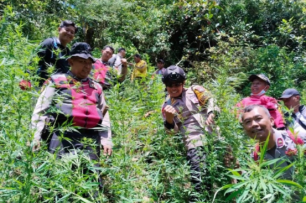 Fakta Temuan Ladang Ganja di Gunung Semeru, Berawal dari Polisi Tangkap 2 Pelaku Narkoba