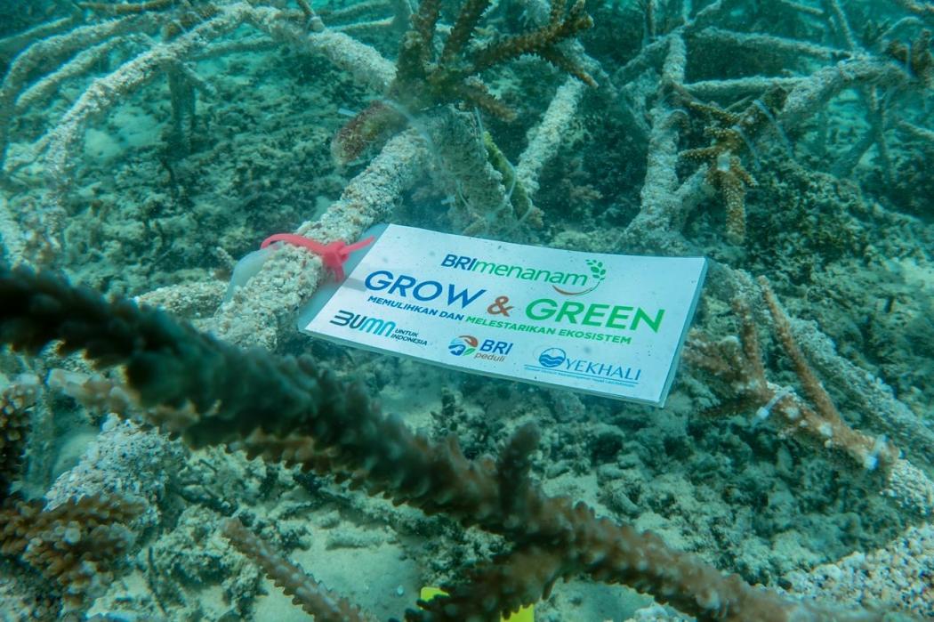 BRI Menanam Grow & Green Lakukan Transplantasi Terumbu Karang di NTB