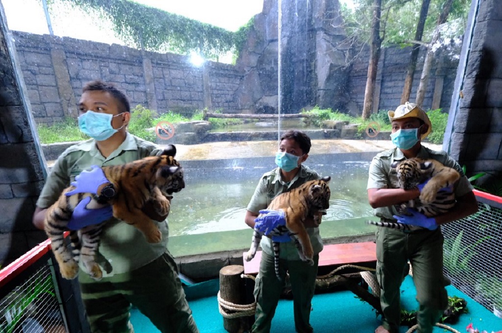 3 Bayi Harimau Benggala Lucu dan Menggemaskan Lahir di Solo Safari, Ini Nama-namanya