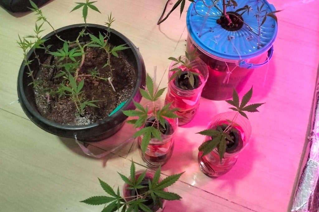 Tanam Ganja di Pot, Mahasiswa asal Tambun Bekasi Ditangkap Polisi