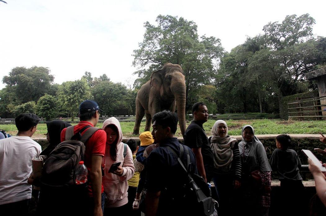 Hari Terakhir Libur Panjang, Pengunjung Taman Margasatwa Ragunan Tembus 54.219 Orang