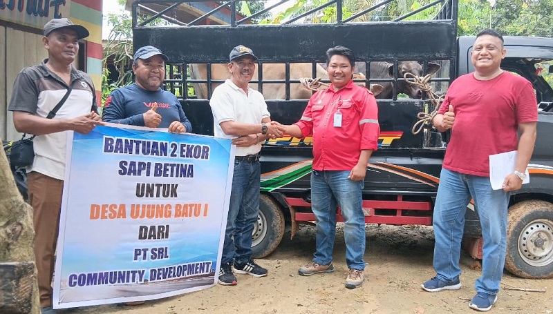 Kelompok Tani Mutiara Trans Dapat Bantuan Sapi dari PT Sumatera Riang Lestari