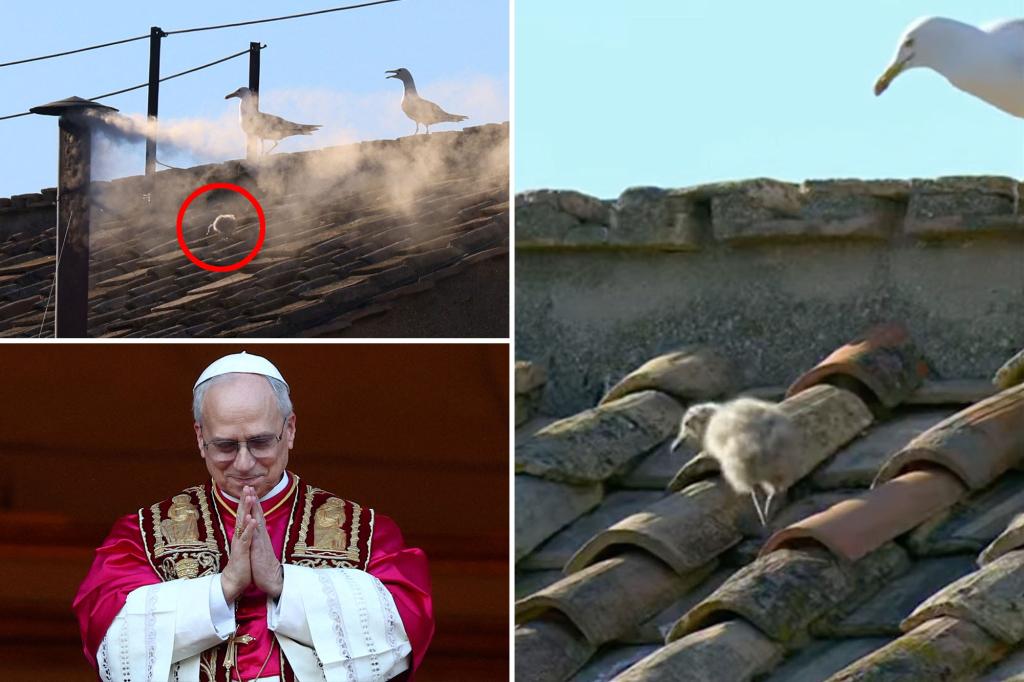 Viral Bayi Burung Camar Muncul di Atap Kapel Sistina Sebelum Paus Leo XIV Diumumkan