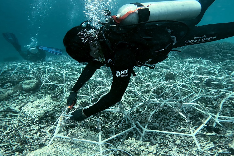 Jaga Laut Tetap Lestari, Ini Aksi Nyata BRI Menanam Grow and Green di Pulau Kapoposang