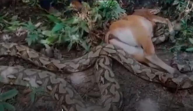 Mengerikan! Ular Piton 9 Meter Mangsa Sapi Kurban di Buton Tengah