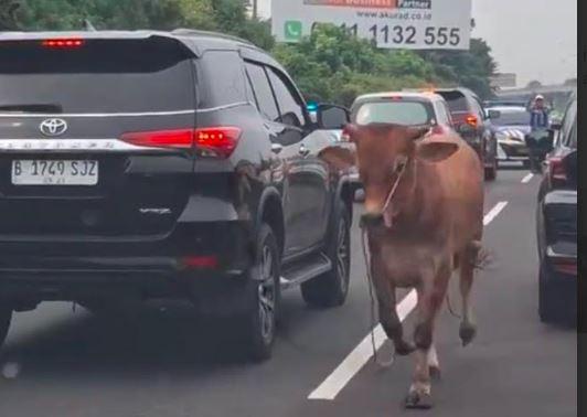 Hewan Kurban Stres Pengaruhi Kualitas Daging, Akademisi UB Bagi Tips Atasi Sapi Kabur