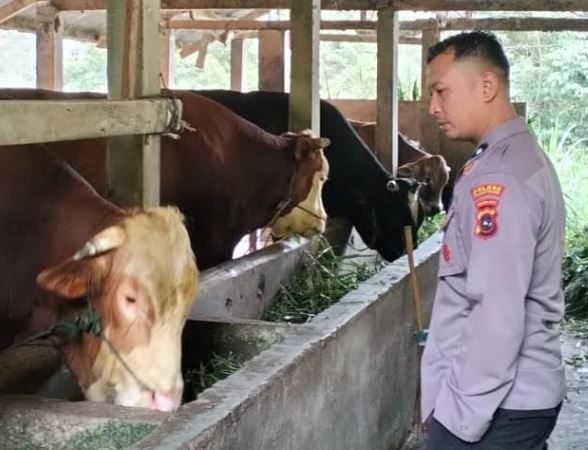Presiden Prabowo Beli Sapi Milik Polisi di Padang Panjang untuk Hewan Kurban