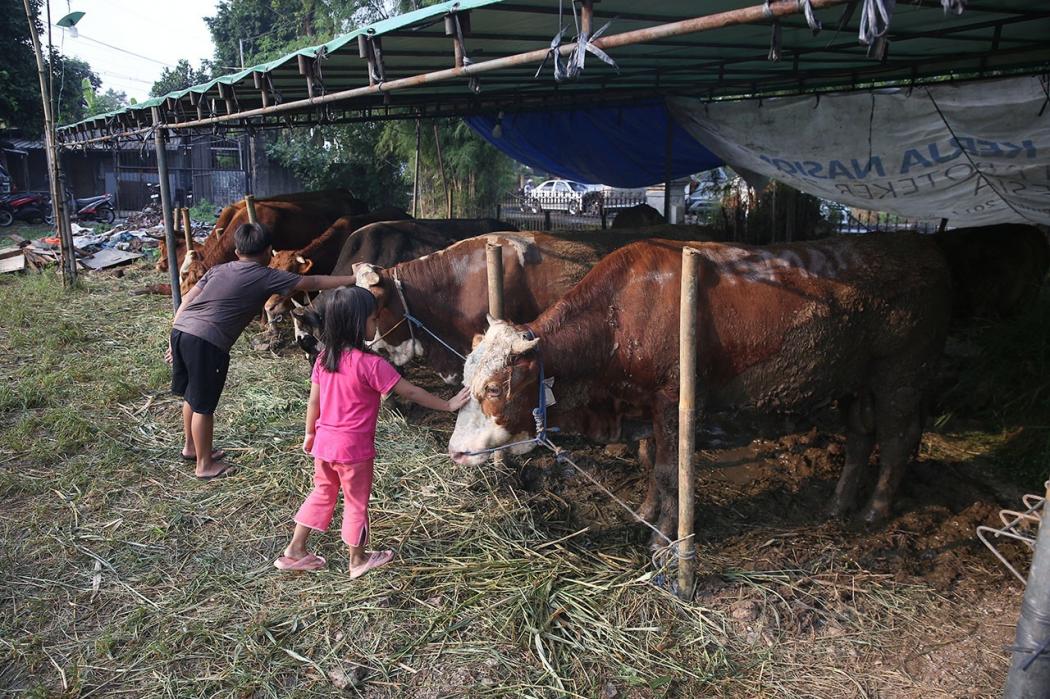 Ciri-Ciri Hewan Kurban Iduladha yang Layak dan Sehat, Teliti saat Memilih