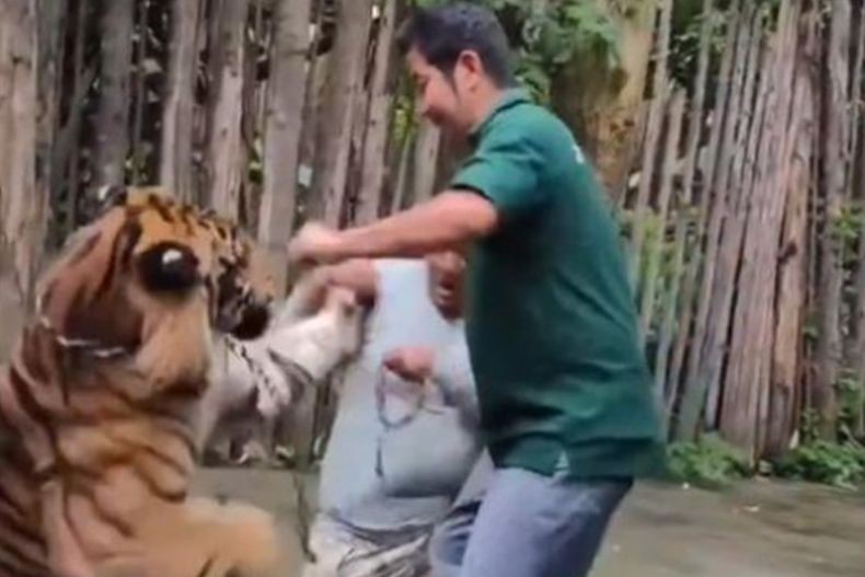 Viral, Turis Ini Diserang Harimau saat Asyik Foto Bareng