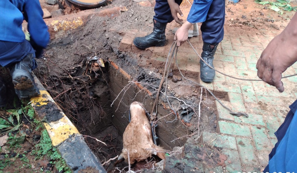Detik-Detik Sapi Kurban di Kemayoran Ngamuk hingga Nyemplung ke Sumur