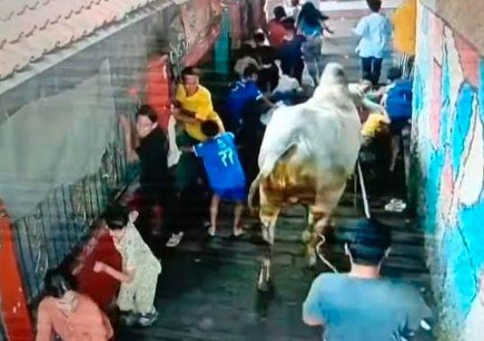 Minta Maaf, DKM Al Hidayah Tanggung Pengobatan Korban Diseruduk Sapi Kurban