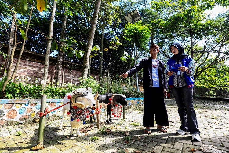 BRI Peduli Dorong Produktivitas Peternak Domba di Desa BRILiaN Sukalaksana Garut