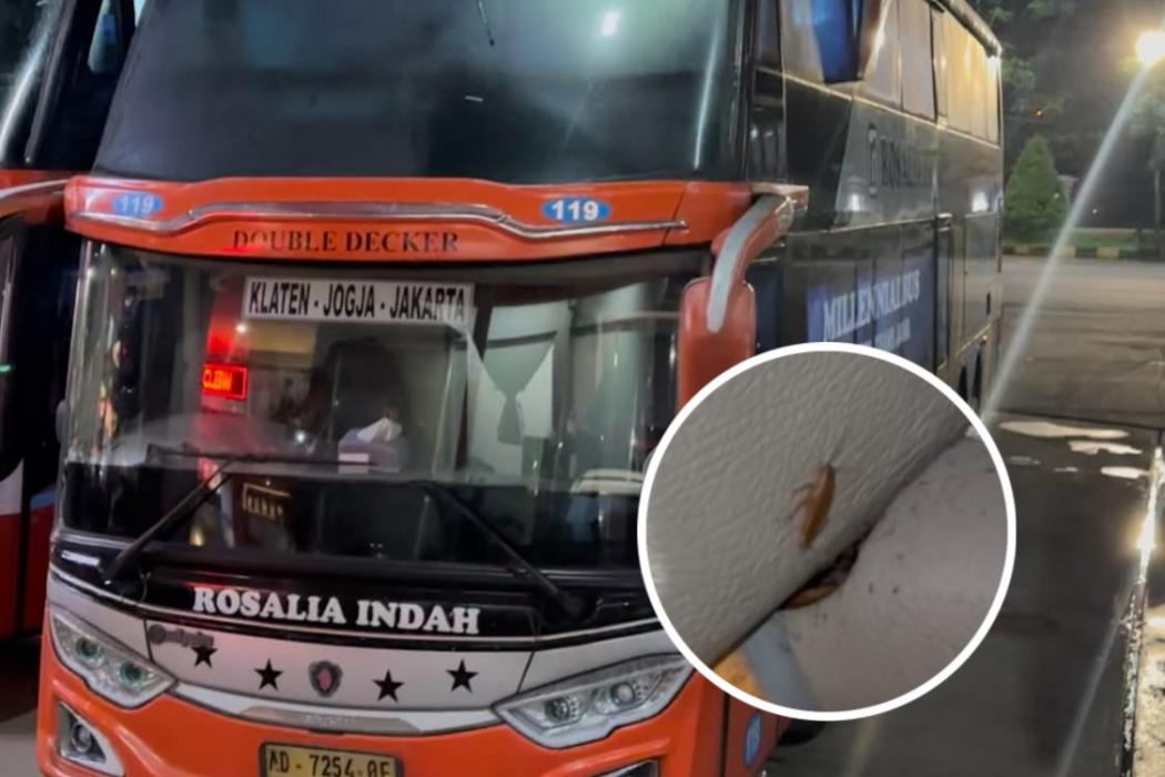 Viral Ada Kecoa di Bus Rosalia Indah, Perusahaan Beri Klarifikasi!    