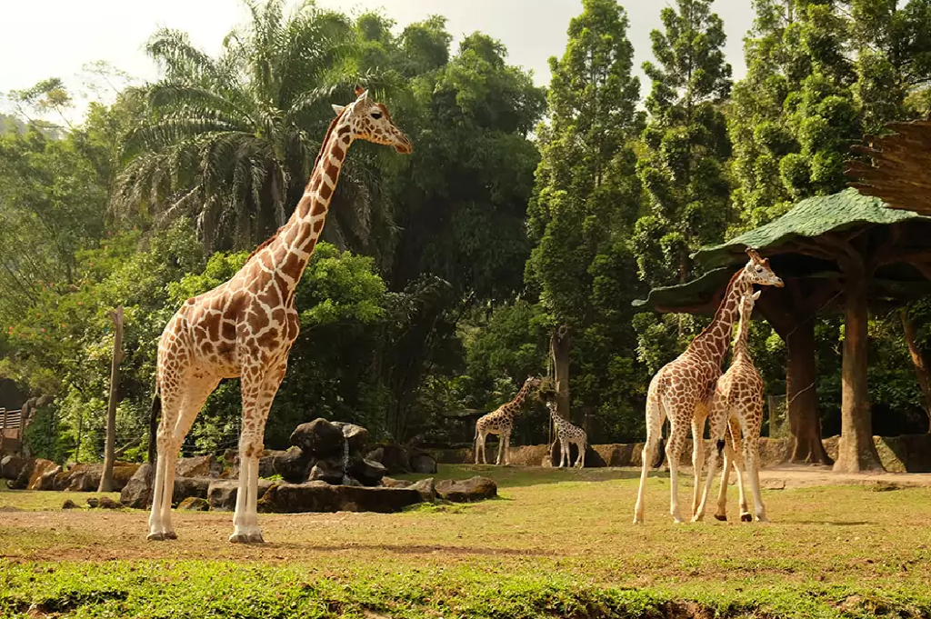 7 Tempat Wisata di Puncak Bogor yang Instagramable Abis, Cocok Buat Healing Maksimal!