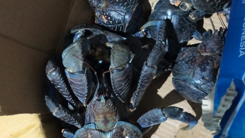 Petugas Gagalkan Penyelundupan 50 Ketam Kenari di Talaud, Berawal 3 Kardus Mencurigakan