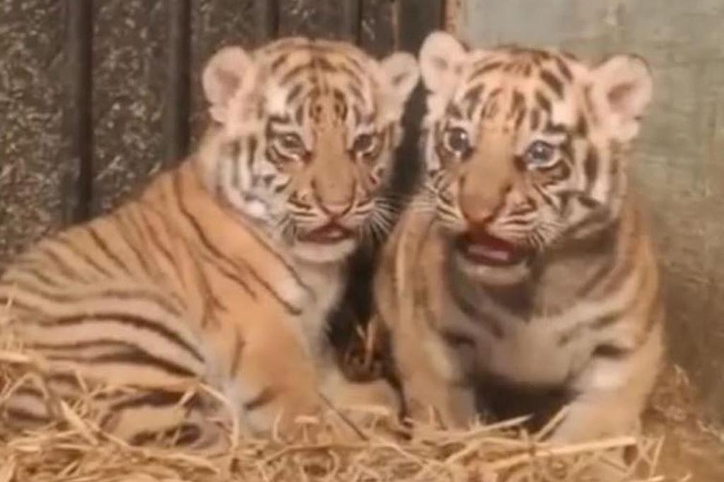 Menggemaskan! 2 Bayi Harimau Benggala Lahir di Bandung Zoo