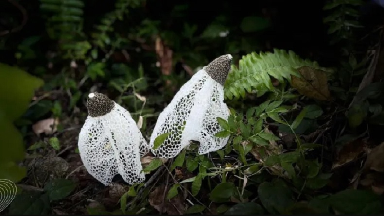 Langka! Jamur Tudung Pengantin Ditemukan di Hutan Bawean