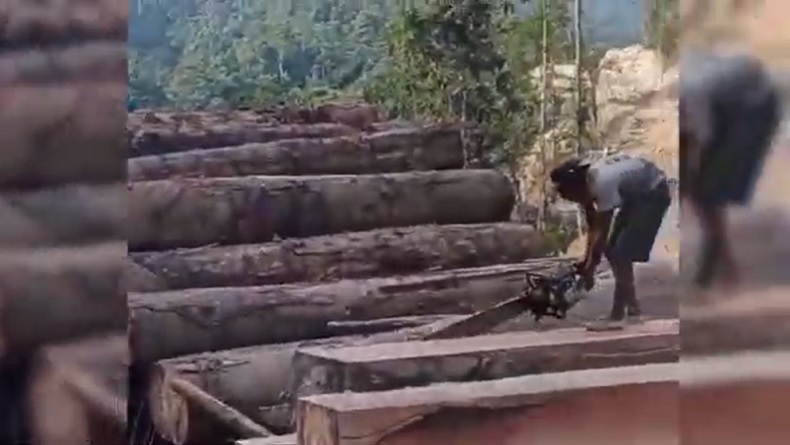 Viral Video Pembalakan Hutan di Pesisir Barat Lampung, 4 Orang Ditangkap