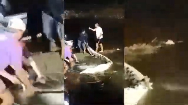 Mangsa Pelajar, Buaya 5 Meter Ditangkap dan Dibunuh Warga Maluku Barat Daya