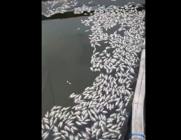 Geger! Ribuan Ikan di Danau Grati Pasuruan Mati Mendadak, Ini Penyebabnya