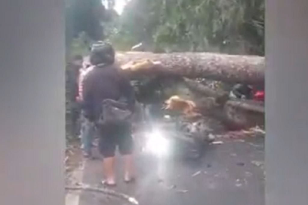 Pohon Tumbang Timpa 2 Motor di Subang, 3 Orang Luka Berat
