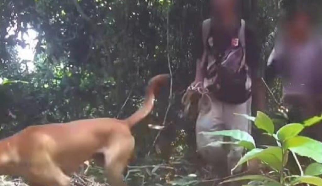 5 Pemburu Macan Tutul Jawa di Hutan Gunung Sanggabuana Karawang Ditangkap