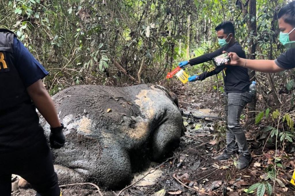 Gajah Mati Tanpa Kepala dan Gading di Riau, DPR: Kejahatan Serius, Usut Tuntas!