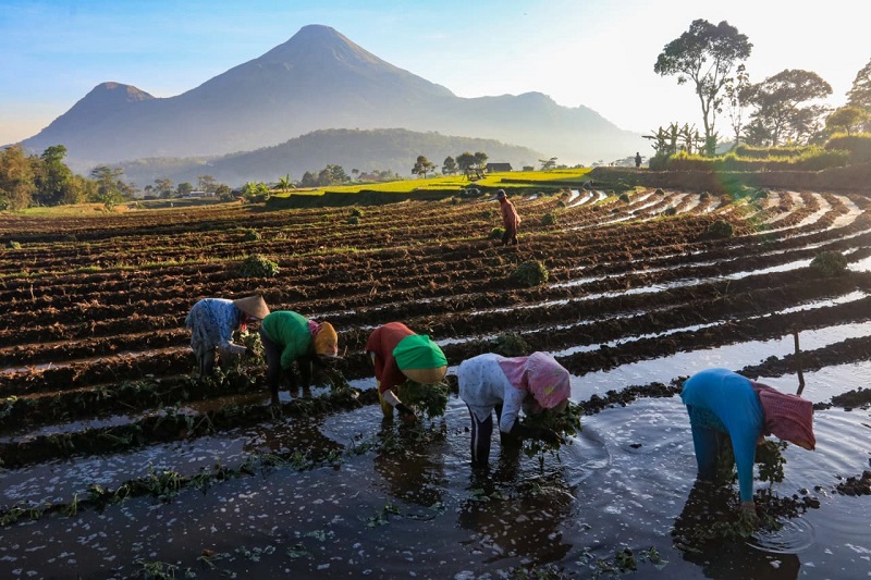 KUR BRI Aliri Sawah Rakyat, Gerakkan Ekonomi dan Ketahanan Pangan Nasional