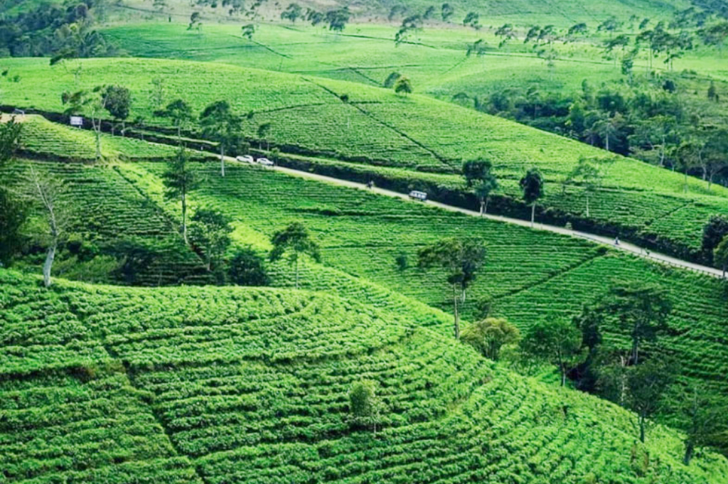 5 Tempat Wisata di Karanganyar: Ada Kebun Teh Menakjubkan!
