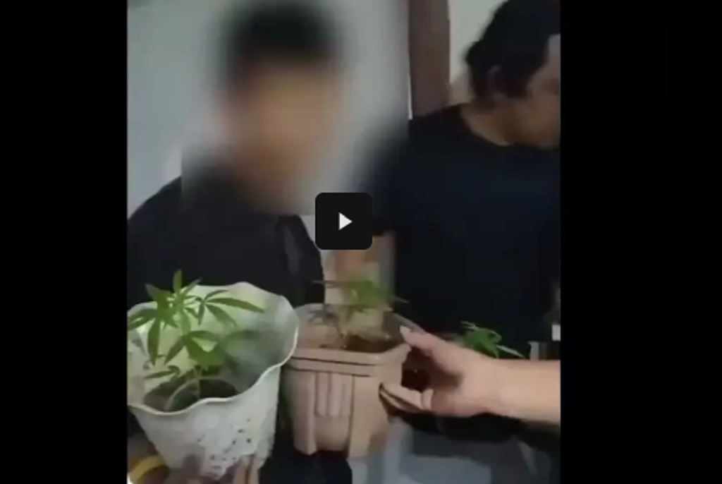 Tanam Ganja Dalam Pot Bunga, Relawan Dapur MBG di Sukabumi Ditangkap Polisi