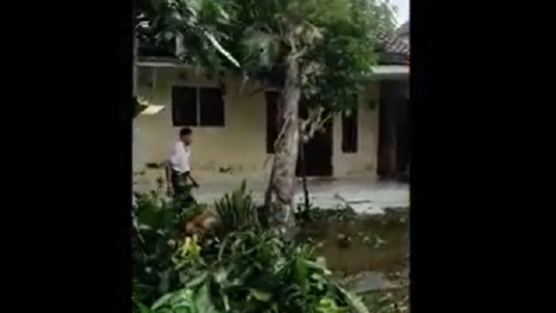 Puting Beliung Terjang 2 Desa di Jember, Ratusan Pohon Tumbang Puluhan Rumah Rusak
