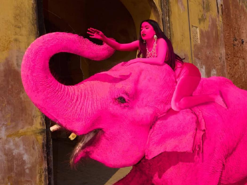 Viral Gajah Mati Diduga akibat Dicat Pink demi Konten Medsos, Ini Faktanya!