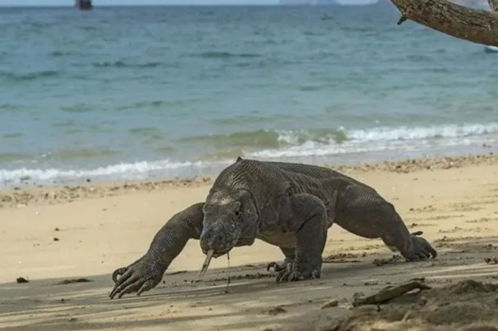 Komodo Dicuri dari NTT dan Dijual ke Jatim, 2 Pelaku Ditangkap