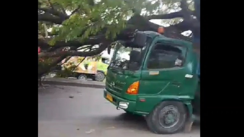Diterjang Angin Kencang, Pohon Besar Tumbang Timpa Truk di Pantura Cirebon