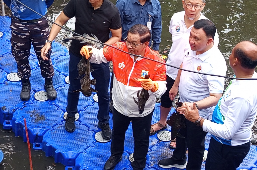 Populasi Ikan Sapu-Sapu di Jakarta Mengkhawatirkan, KKP: Wajib Dikendalikan