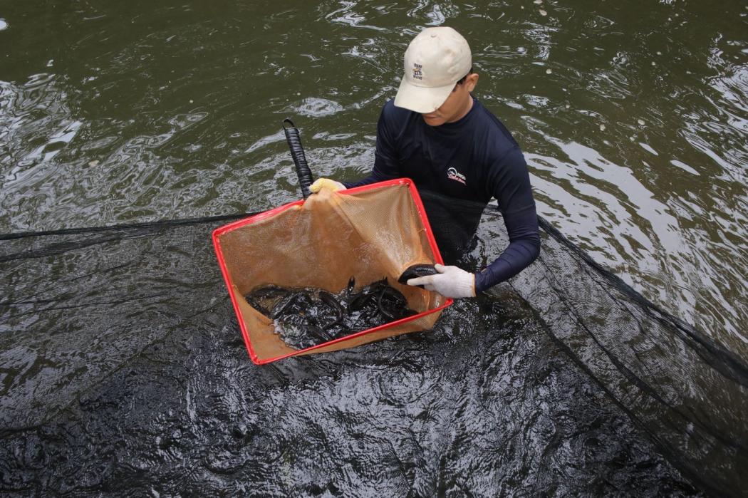 Misteri Ledakan Ikan Sapu-Sapu di Sungai Jakarta Terjawab, BRIN Beberkan Penyebabnya