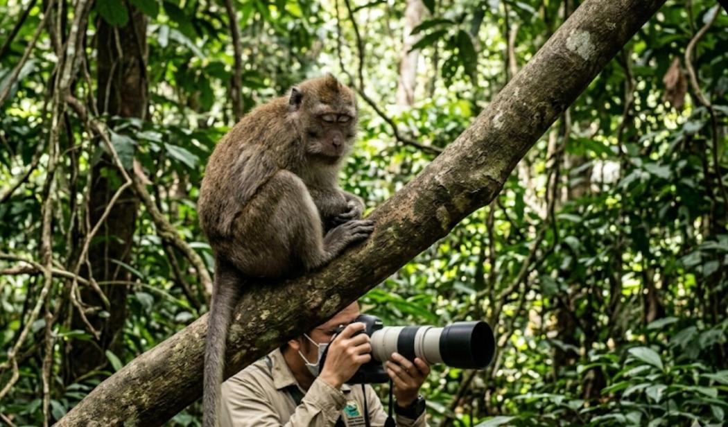 Begini Gejala Penyakit Monkey Malaria dan Cara Penularannya pada Manusia