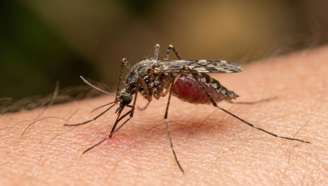 Risiko Penduduk Perkotaan Terkena Malaria Monyet Rendah, IDAI: Tak Ada Nyamuk Pembawa Parasit